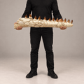Genuine Mosasaur Jaw Fossil, 76 cm Collector Display – PD-MJW-0076 - PaleoDeserts