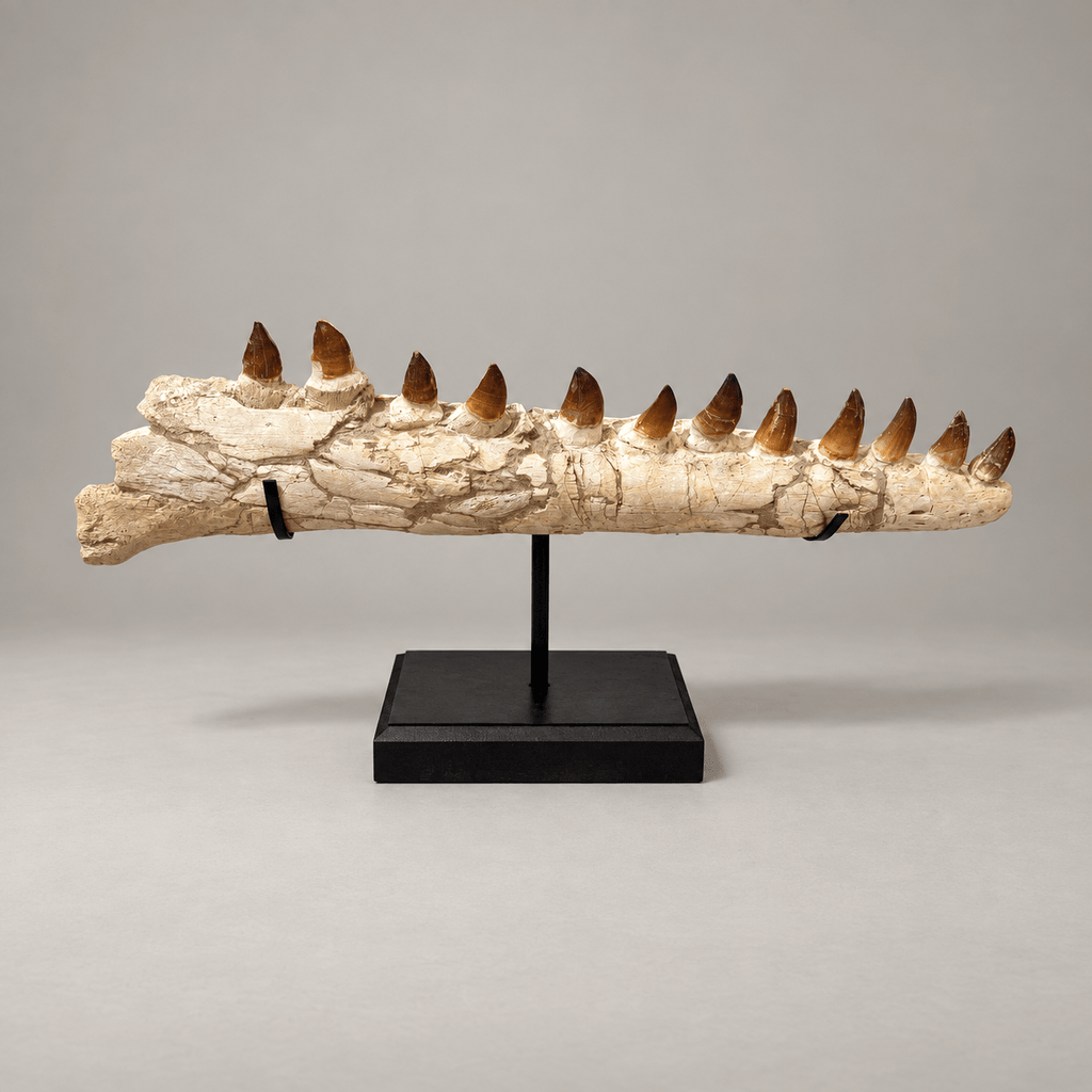 Genuine Mosasaur Jaw Fossil, 76 cm Collector Display – PD-MJW-0076 - PaleoDeserts