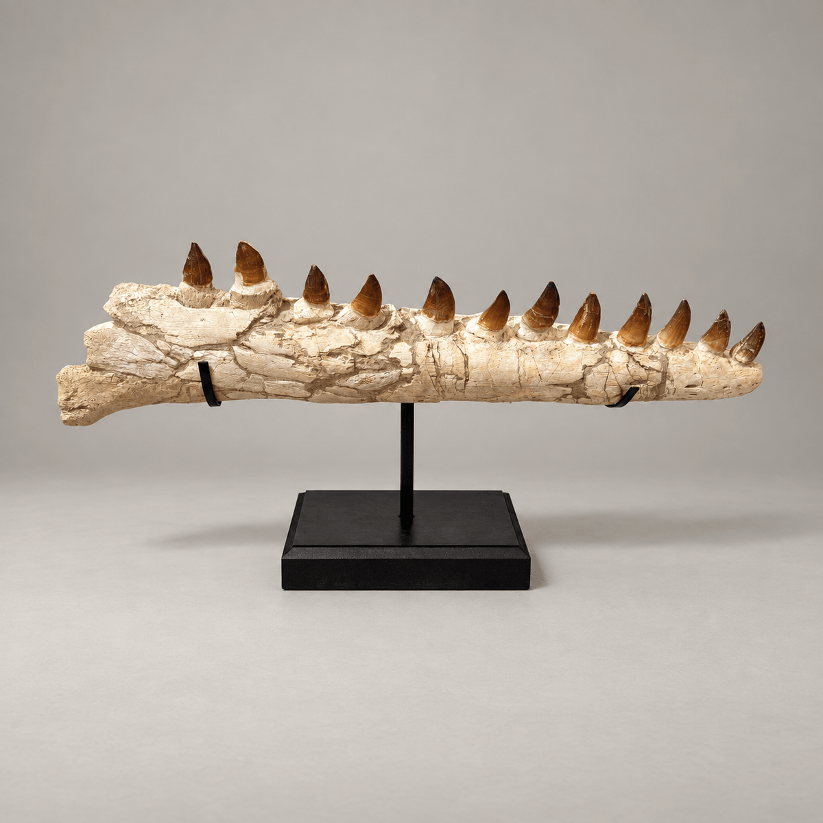 Genuine Mosasaur Jaw Fossil, 76 cm Collector Display – PD-MJW-0076 - PaleoDeserts