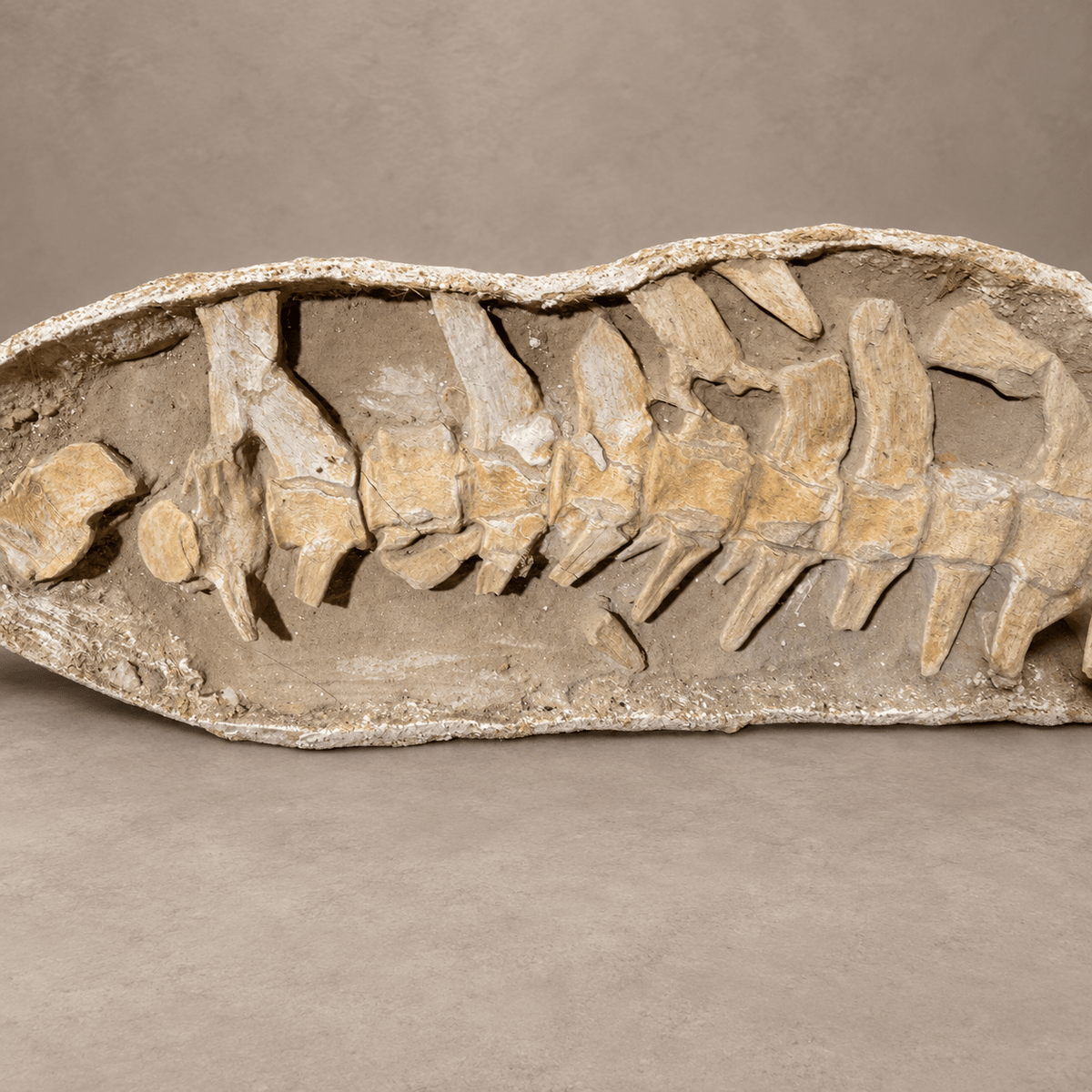 Giant Prognathodon anceps Vertebral Column in Matrix – 14 Vertebrae, 7.5 feet - PaleoDeserts