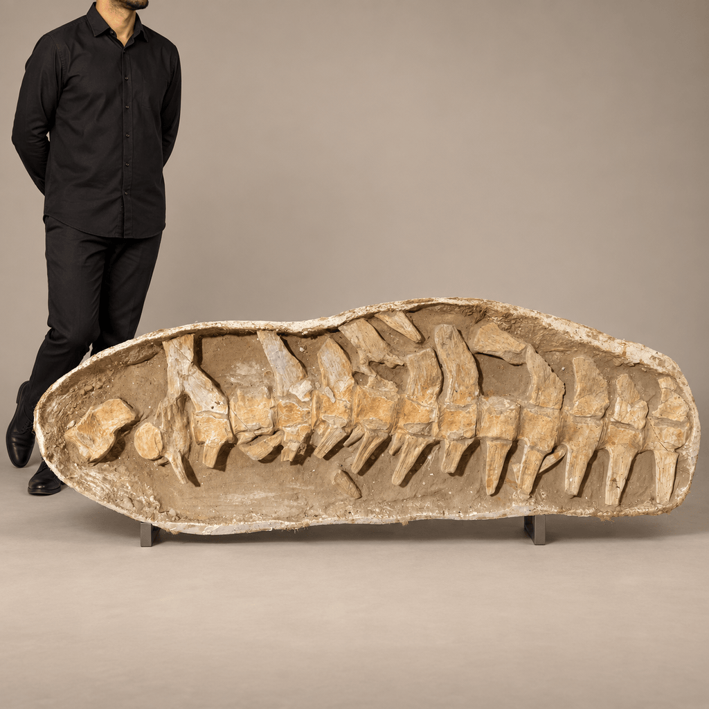 Giant Prognathodon anceps Vertebral Column in Matrix – 14 Vertebrae, 7.5 feet - PaleoDeserts