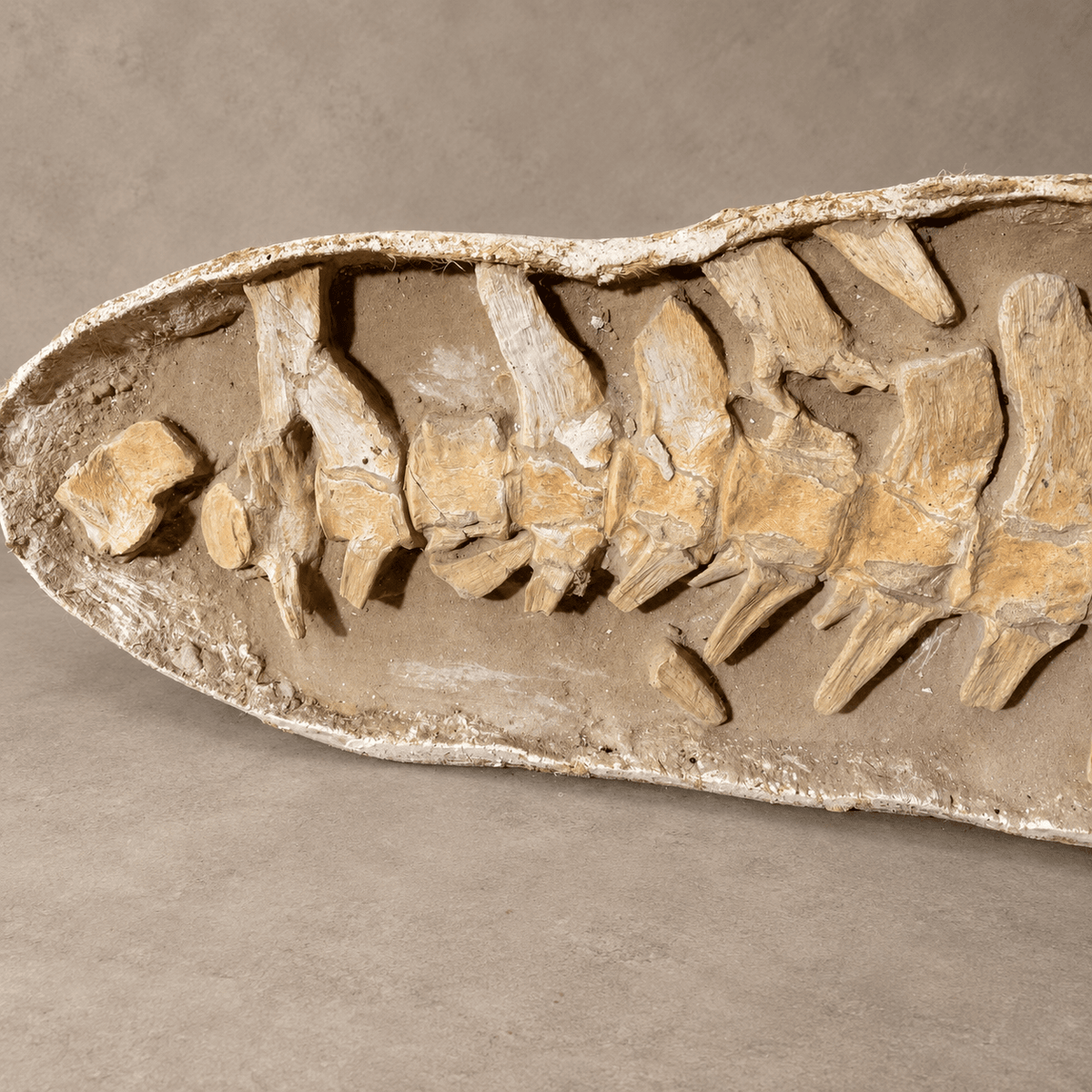 Giant Prognathodon anceps Vertebral Column in Matrix – 14 Vertebrae, 7.5 feet - PaleoDeserts
