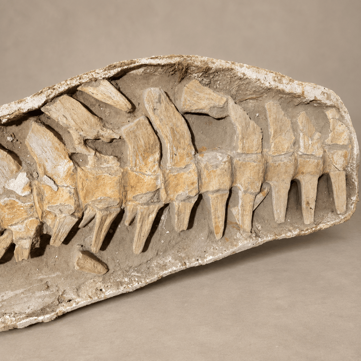 Giant Prognathodon anceps Vertebral Column in Matrix – 14 Vertebrae, 7.5 feet - PaleoDeserts