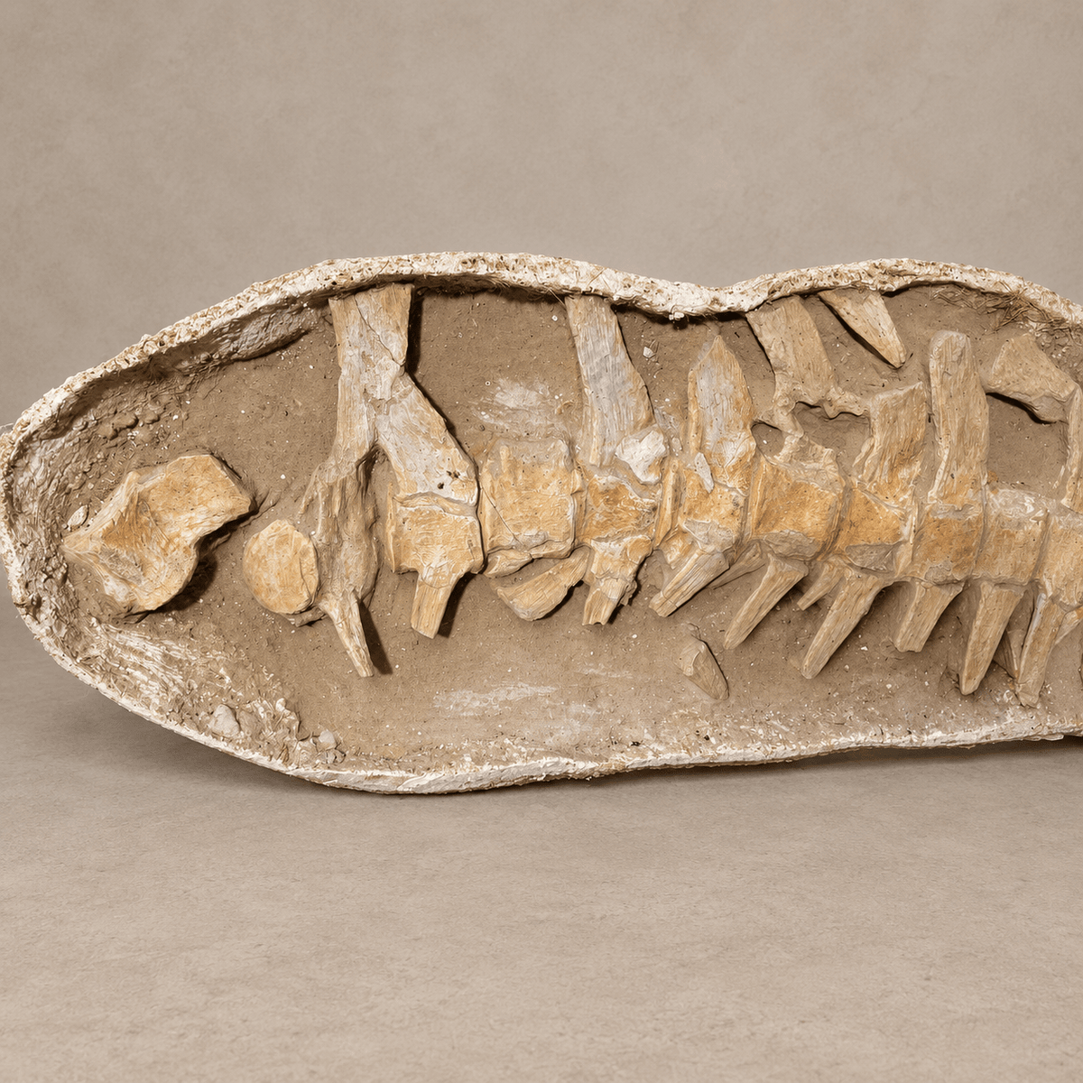 Giant Prognathodon anceps Vertebral Column in Matrix – 14 Vertebrae, 7.5 feet - PaleoDeserts