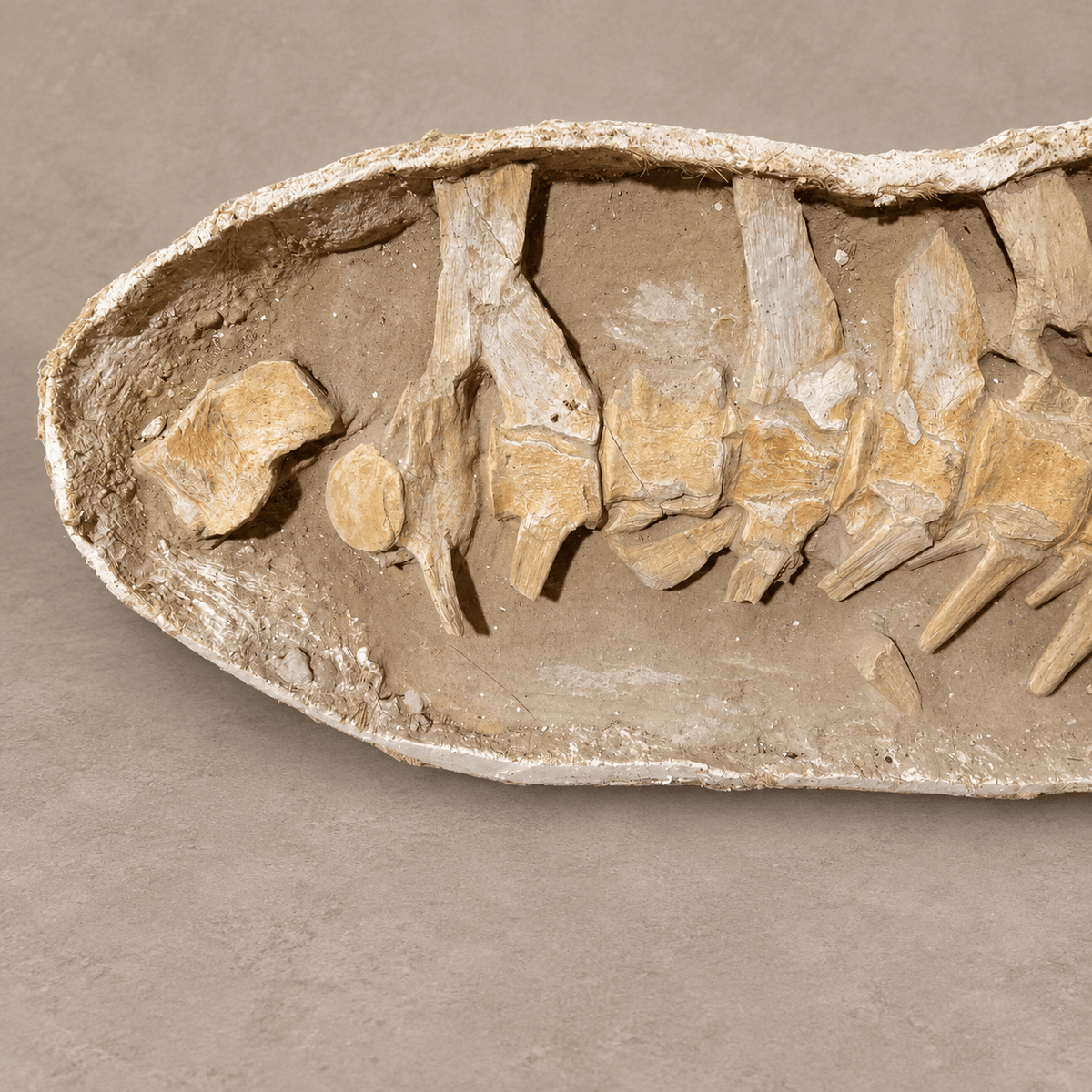 Giant Prognathodon anceps Vertebral Column in Matrix – 14 Vertebrae, 7.5 feet - PaleoDeserts