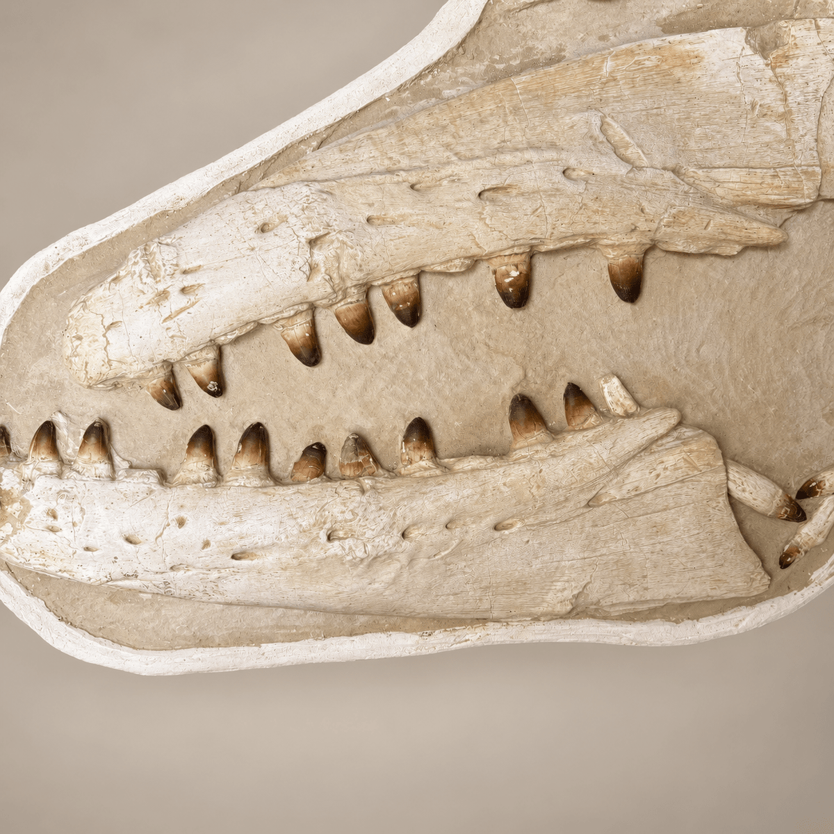Giant Prognathodon currii Mosasaur Skull, 145 cm – PD-MSK-0145 - PaleoDeserts