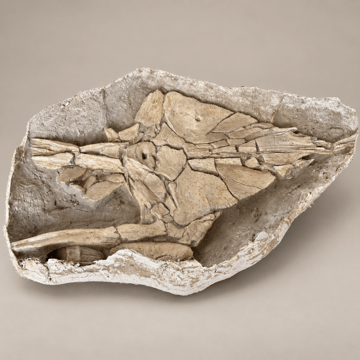 Giant Prognathodon currii Mosasaur Skull, 145 cm – PD-MSK-0145 - PaleoDeserts