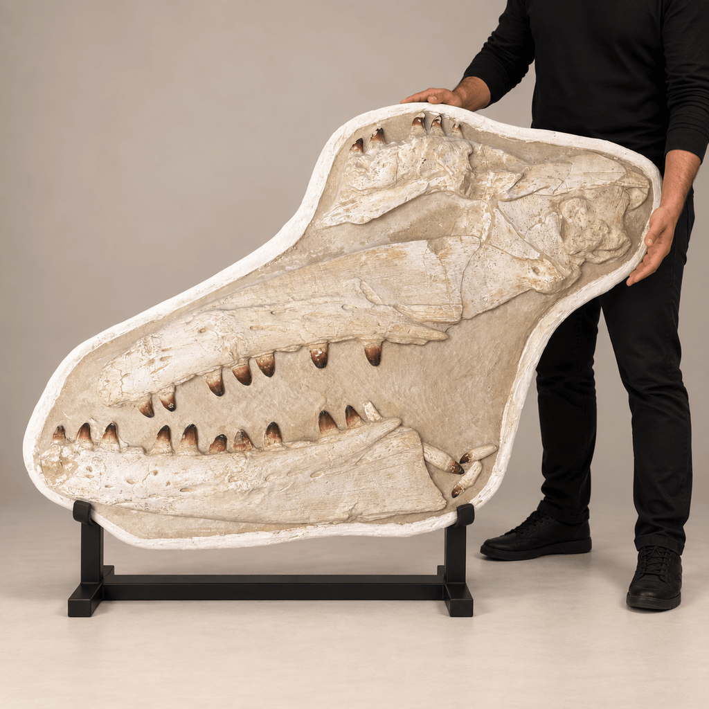 Giant Prognathodon currii Mosasaur Skull, 145 cm – PD-MSK-0145 - PaleoDeserts