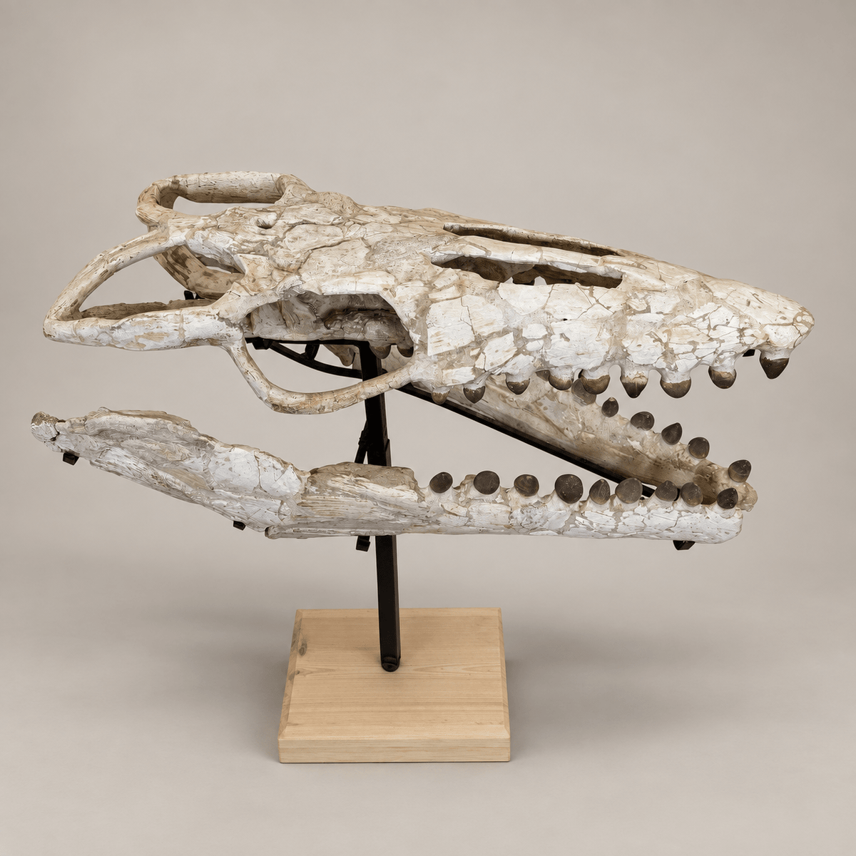 Globidens Mosasaur Skull with Crushing Teeth, 66 cm – PD-GSK-0066 - PaleoDeserts