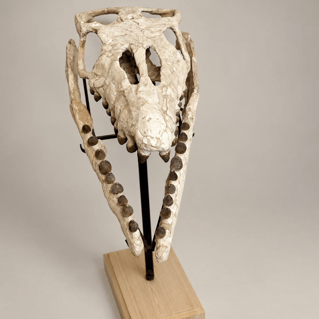 Globidens Mosasaur Skull with Crushing Teeth, 66 cm – PD-GSK-0066 - PaleoDeserts