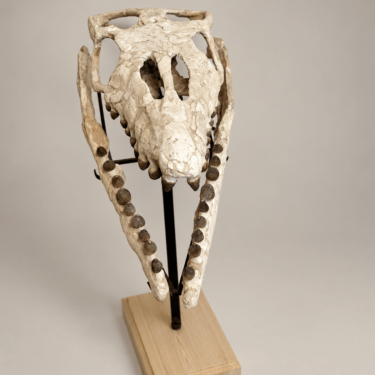 Globidens Mosasaur Skull with Crushing Teeth – 26 in (66 cm), Morocco