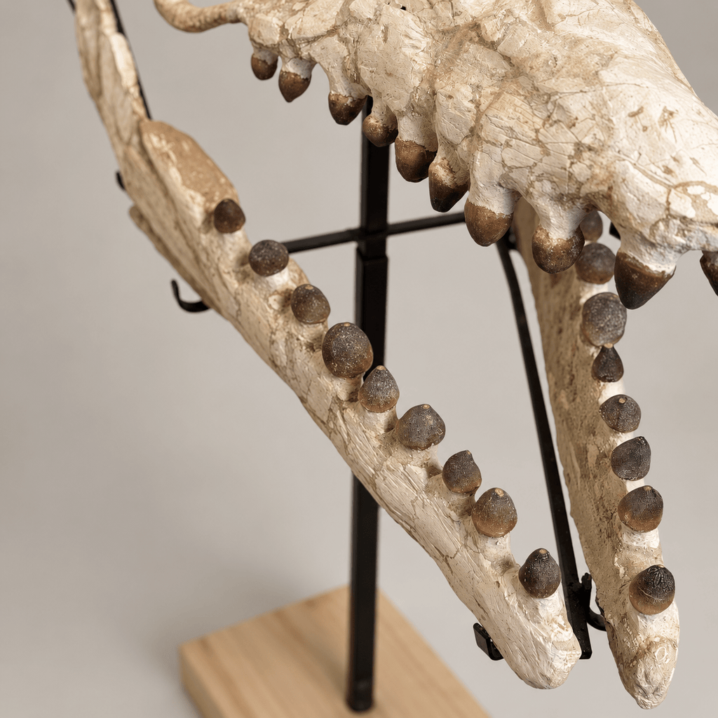Globidens Mosasaur Skull with Crushing Teeth, 66 cm – PD-GSK-0066 - PaleoDeserts