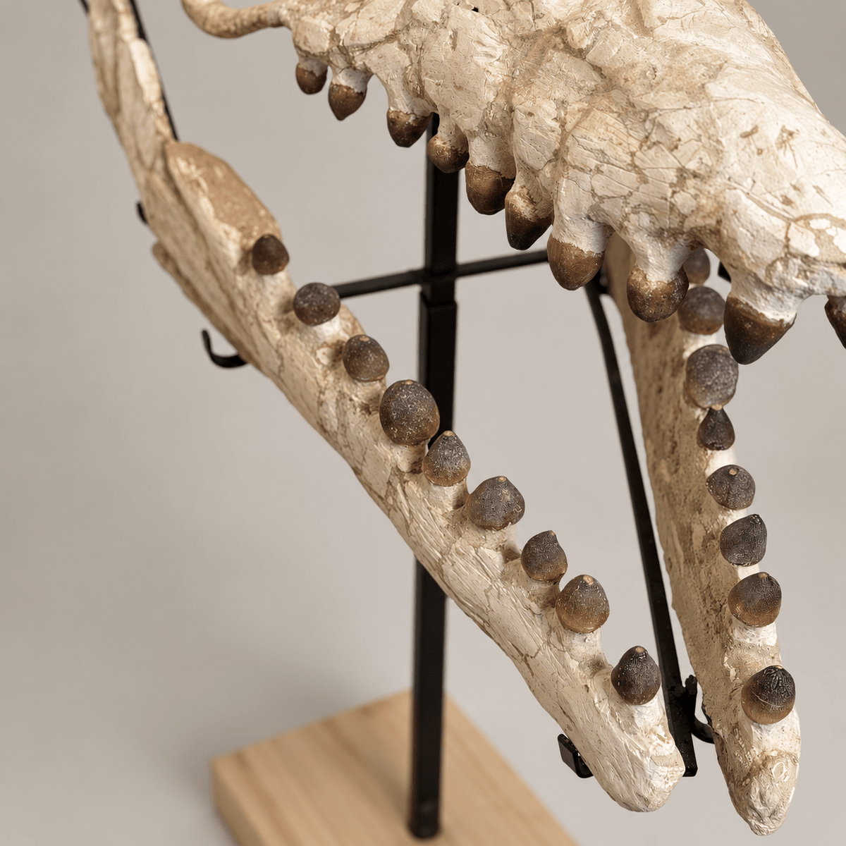Globidens Mosasaur Skull with Crushing Teeth, 66 cm – PD-GSK-0066 - PaleoDeserts