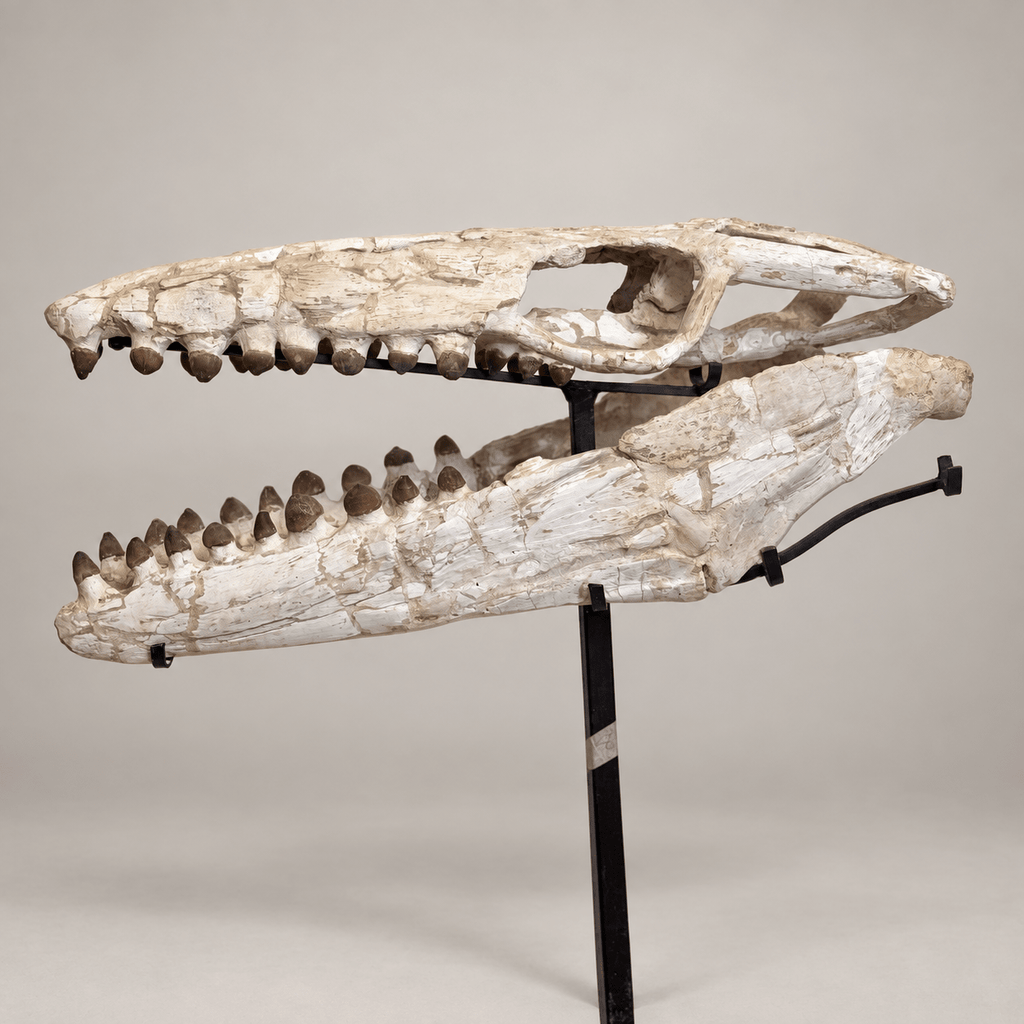 Globidens Mosasaur Skull with Crushing Teeth, 66 cm – PD-GSK-0066 - PaleoDeserts