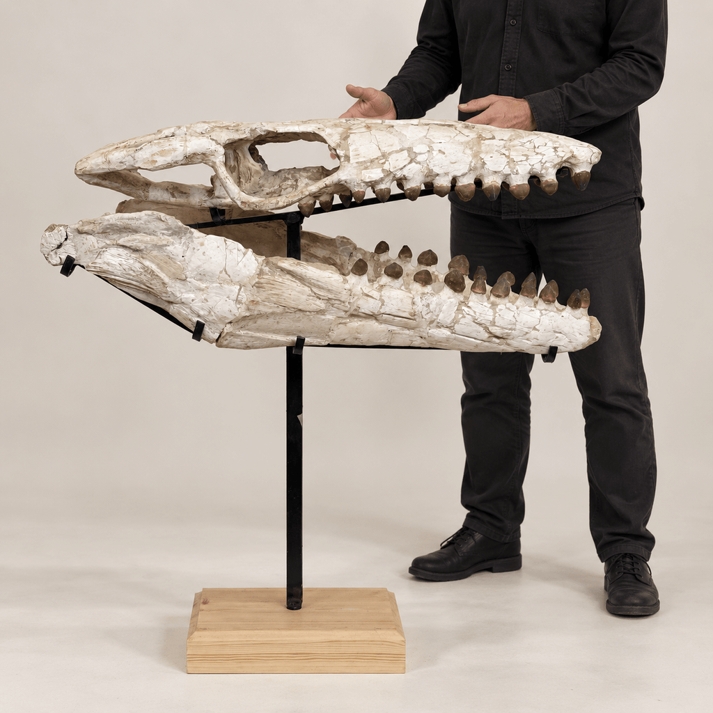Globidens Mosasaur Skull with Crushing Teeth, 66 cm – PD-GSK-0066 - PaleoDeserts