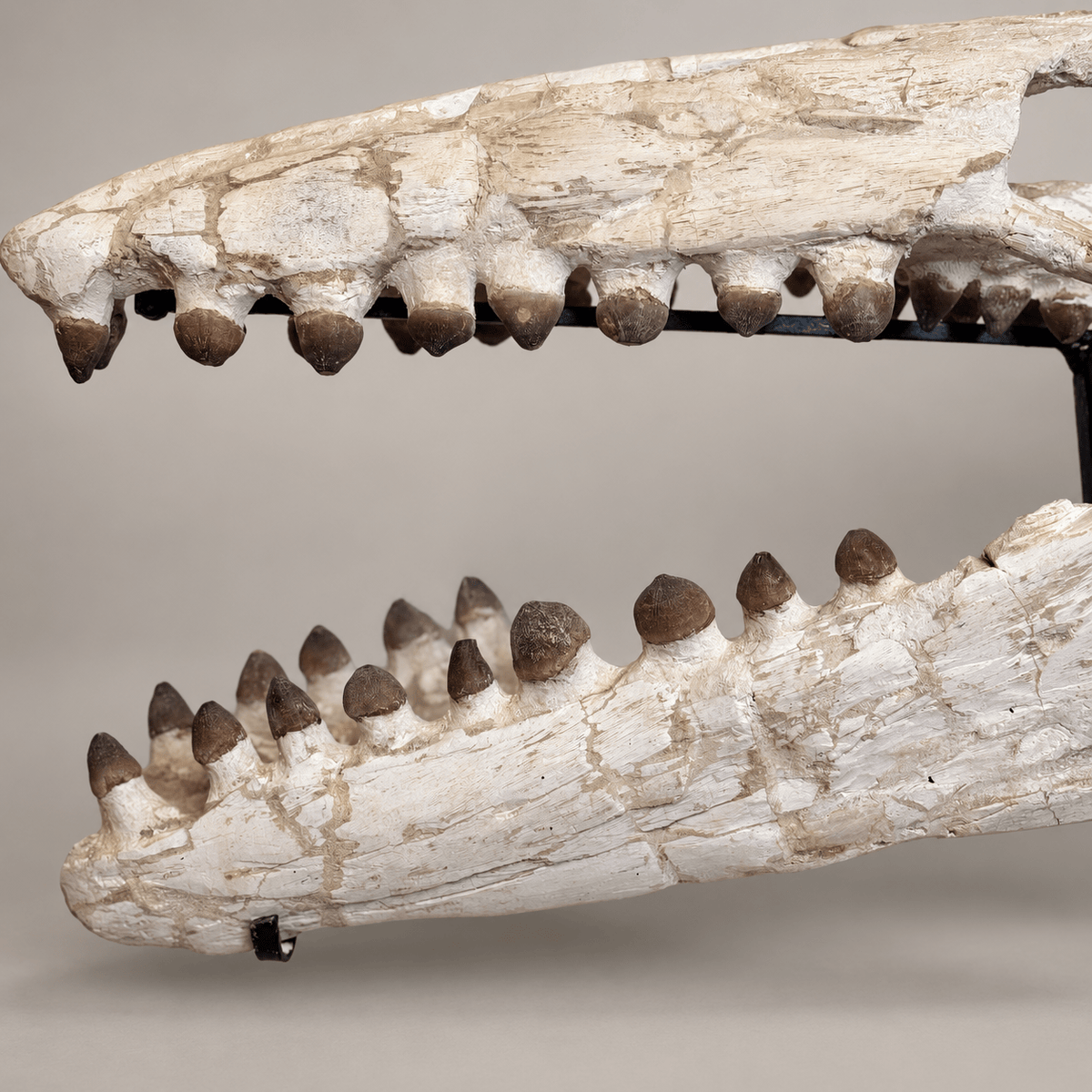 Globidens Mosasaur Skull with Crushing Teeth, 66 cm – PD-GSK-0066 - PaleoDeserts
