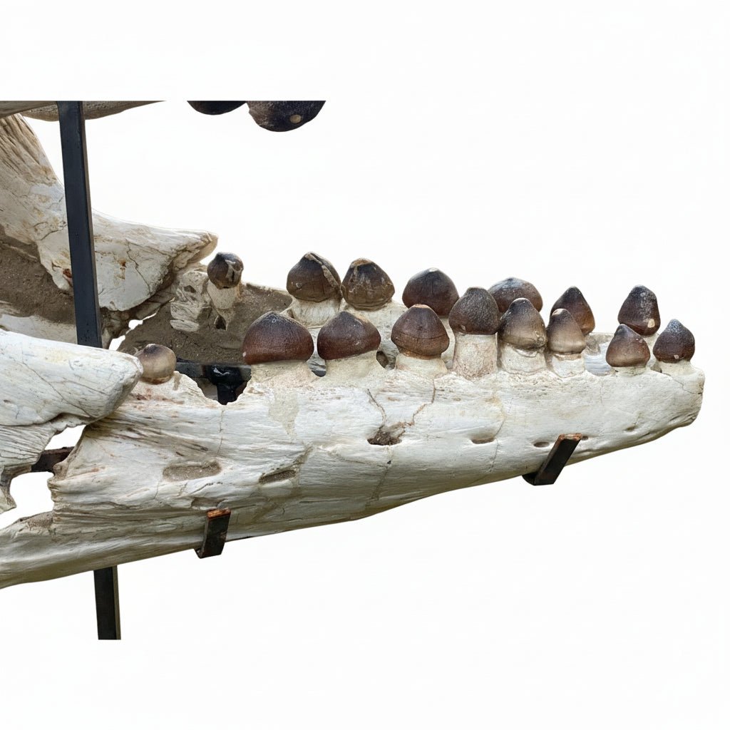 Globidens Skull Fossil, 25.6 in / 65 cm – AD-18895 - PaleoDeserts