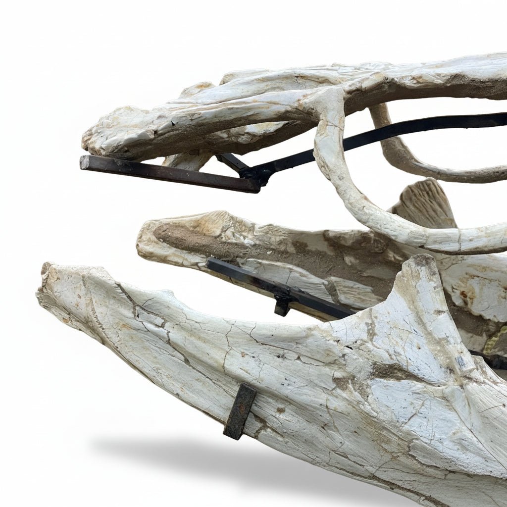 Globidens Skull Fossil, 25.6 in / 65 cm – AD-18895 - PaleoDeserts