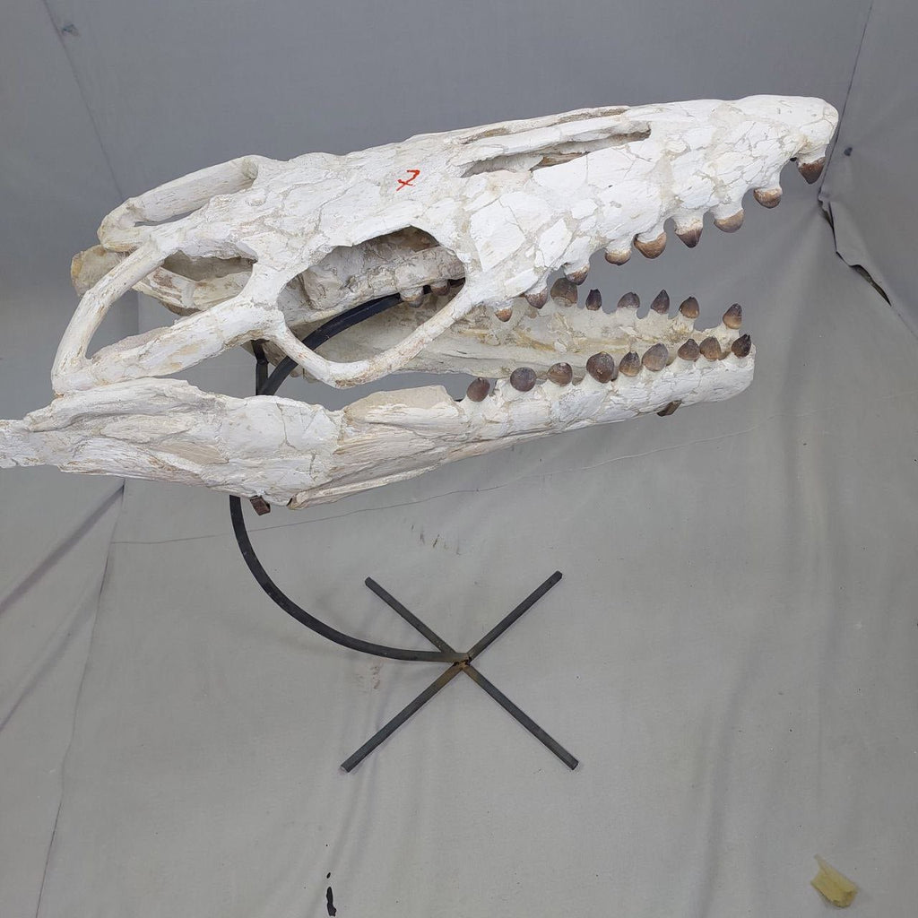 Globidens Skull Fossil, 26 in / 66 cm – AD-12145 - PaleoDeserts