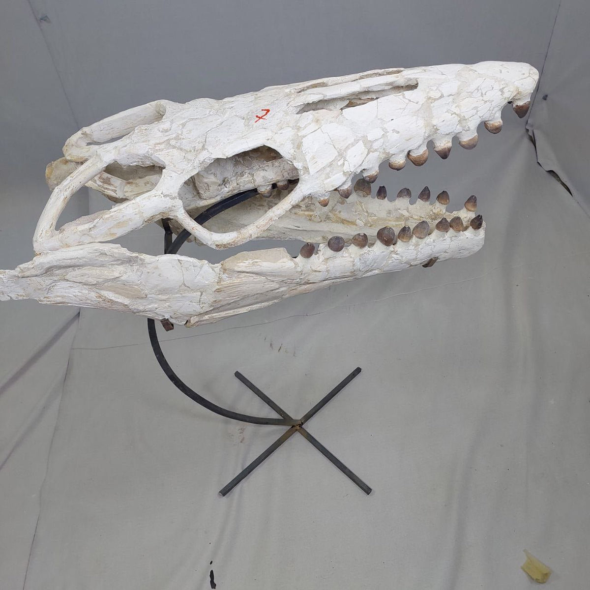 Globidens Skull Fossil, 26 in / 66 cm – AD-12145 - PaleoDeserts