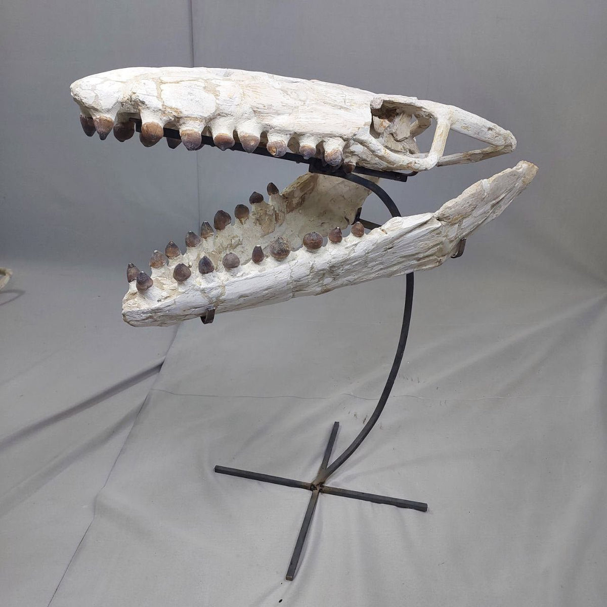 Globidens Skull Fossil, 26 in / 66 cm – AD-12145 - PaleoDeserts