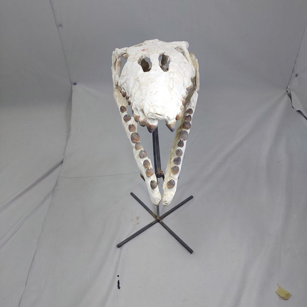 Globidens Skull Fossil, 26 in / 66 cm – AD-12145 - PaleoDeserts