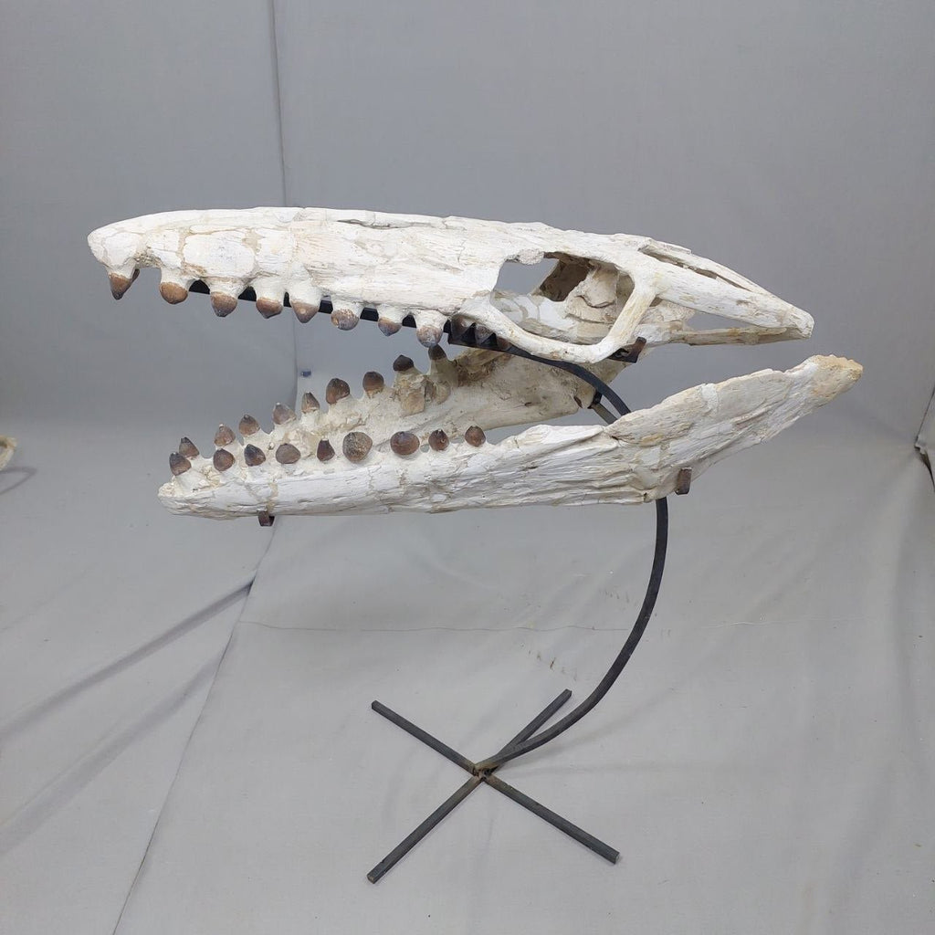 Globidens Skull Fossil, 26 in / 66 cm – AD-12145 - PaleoDeserts