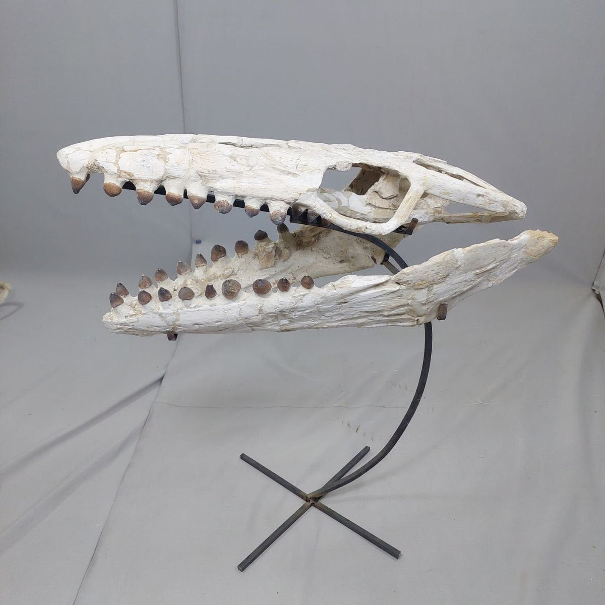Globidens Skull Fossil, 26 in / 66 cm – AD-12145 - PaleoDeserts