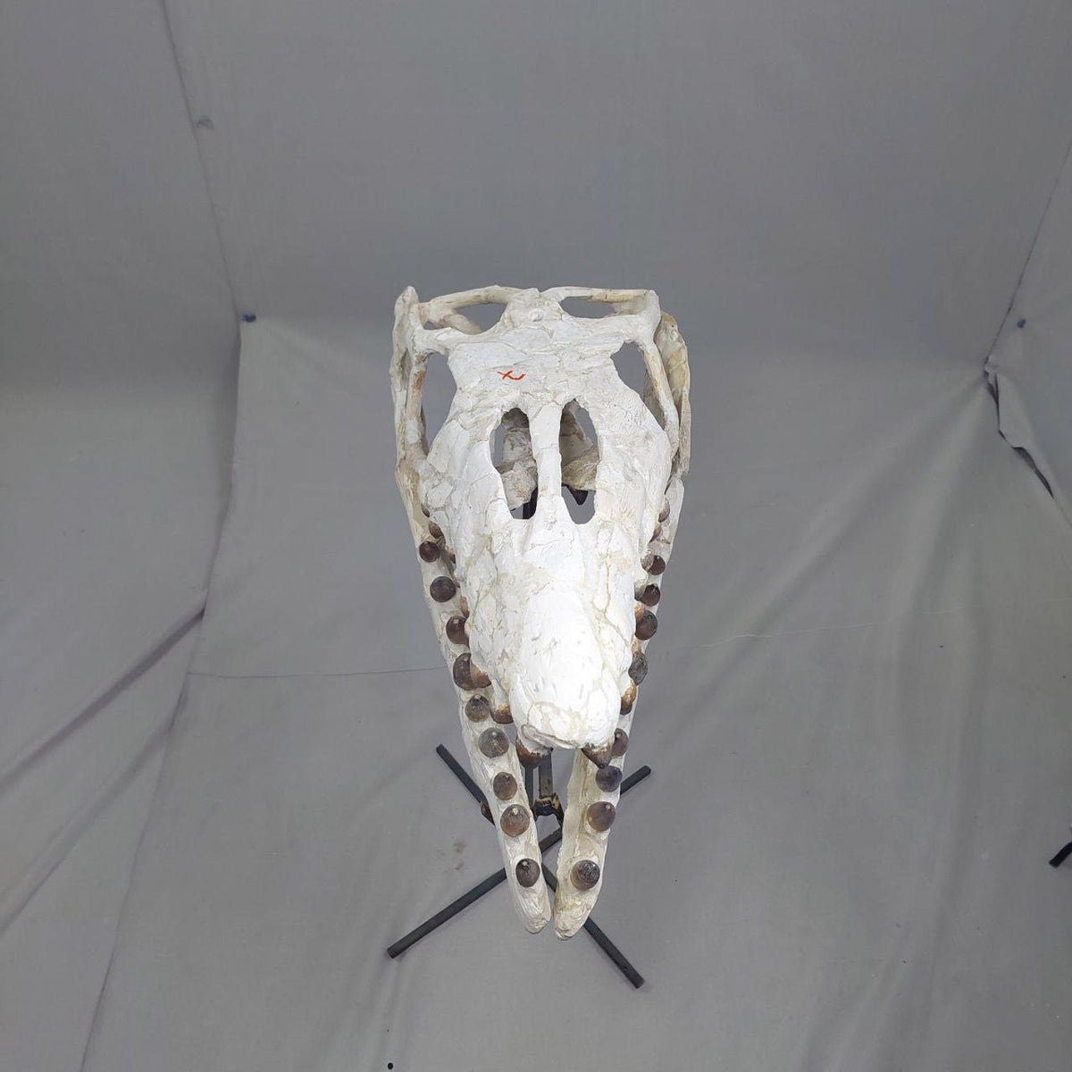 Globidens Skull Fossil, 26 in / 66 cm – AD-12145 - PaleoDeserts