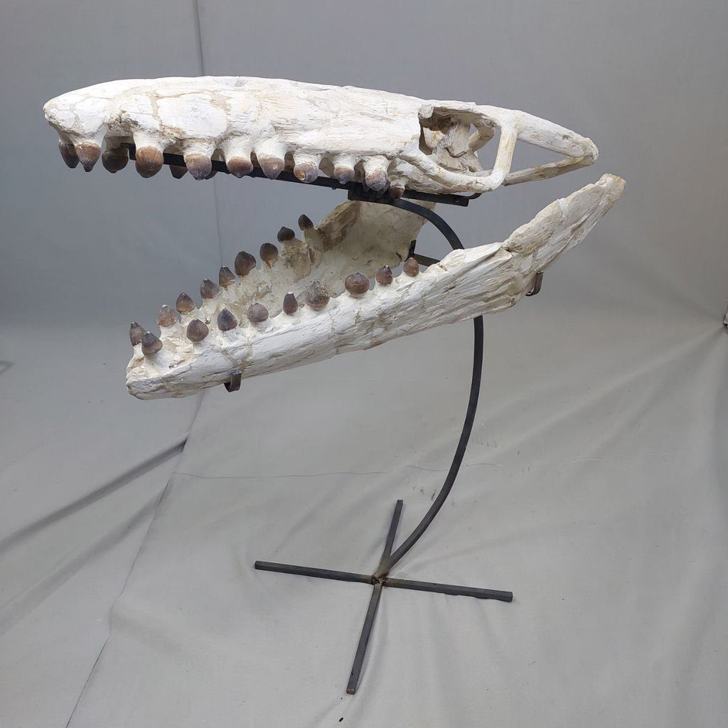 Globidens Skull Fossil, 26 in / 66 cm – AD-12145 - PaleoDeserts