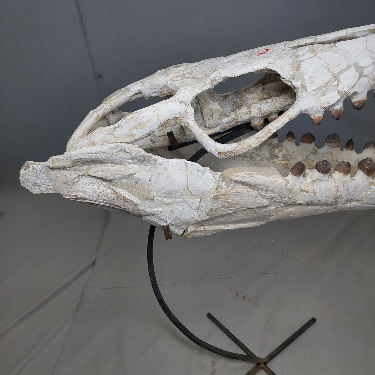 Globidens Skull Fossil, 26 in / 66 cm – AD-12145 - PaleoDeserts