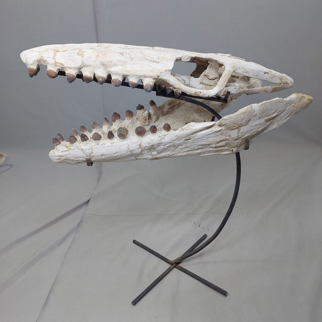 Globidens Skull Fossil, 26 in / 66 cm – AD-12145 - PaleoDeserts