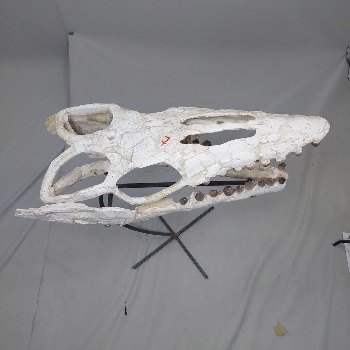 Globidens Skull Fossil, 26 in / 66 cm – AD-12145 - PaleoDeserts