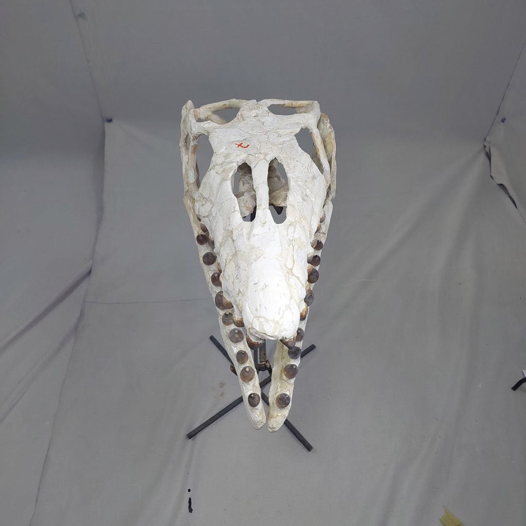 Globidens Skull Fossil, 26 in / 66 cm – AD-12145 - PaleoDeserts