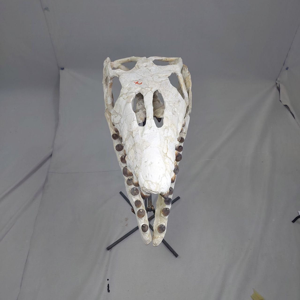 Globidens Skull Fossil, 26 in / 66 cm – AD-12145 - PaleoDeserts