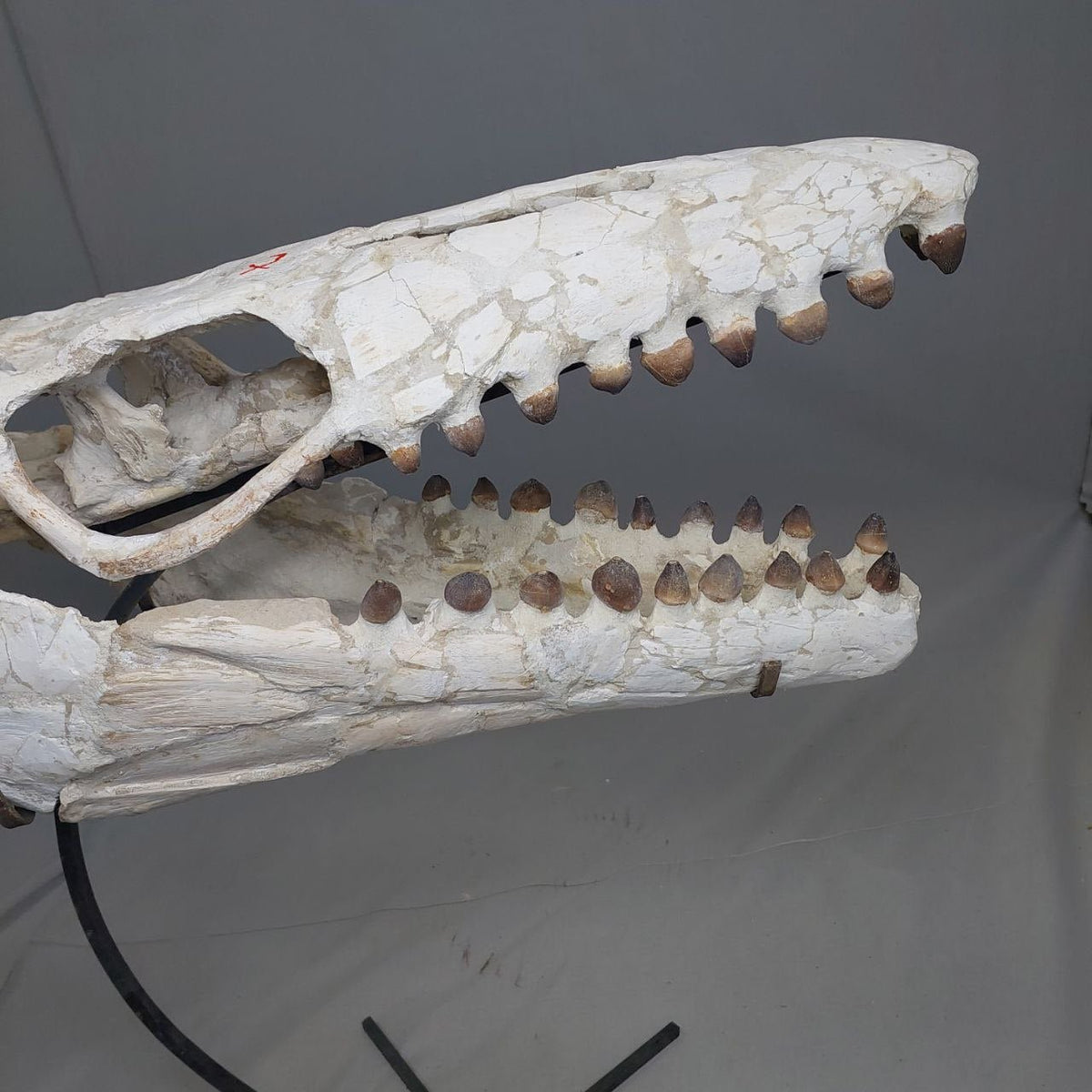 Globidens Skull Fossil, 26 in / 66 cm – AD-12145 - PaleoDeserts