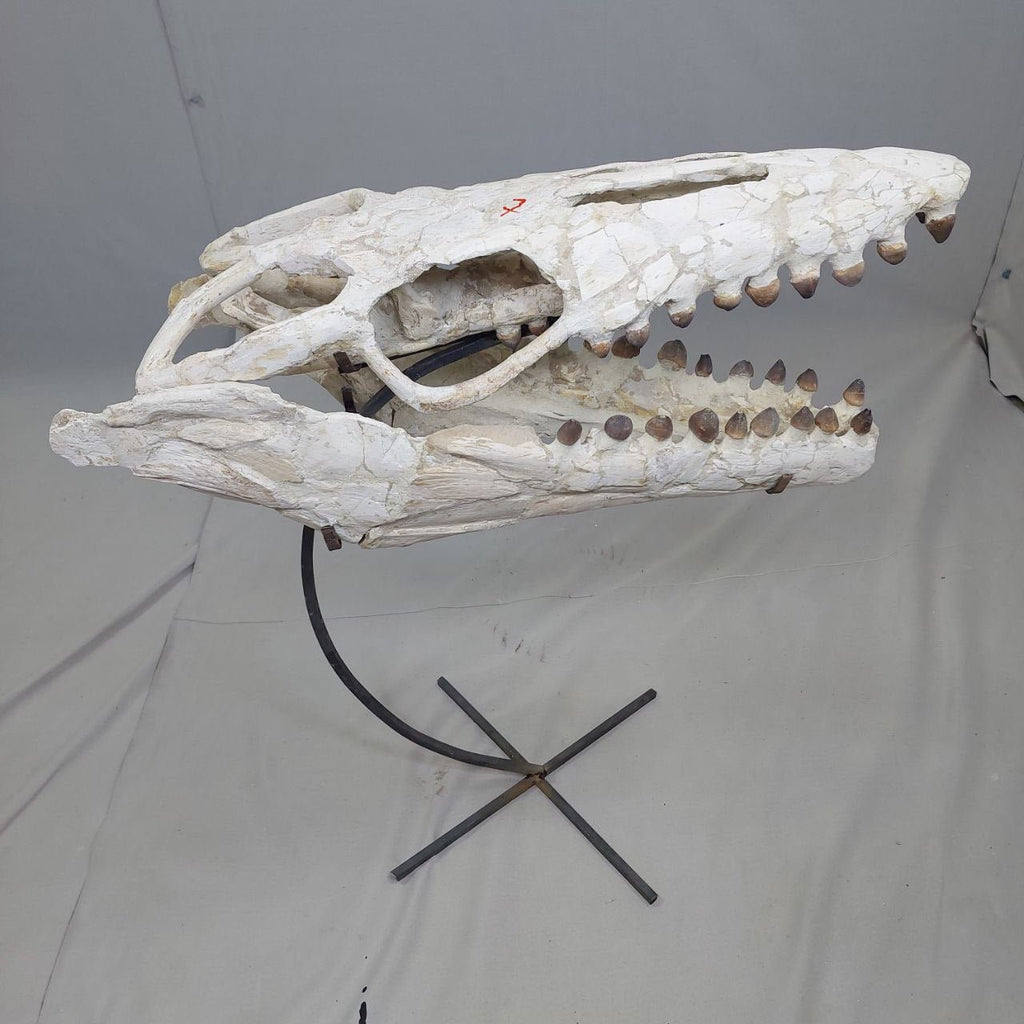 Globidens Skull Fossil, 26 in / 66 cm – AD-12145 - PaleoDeserts