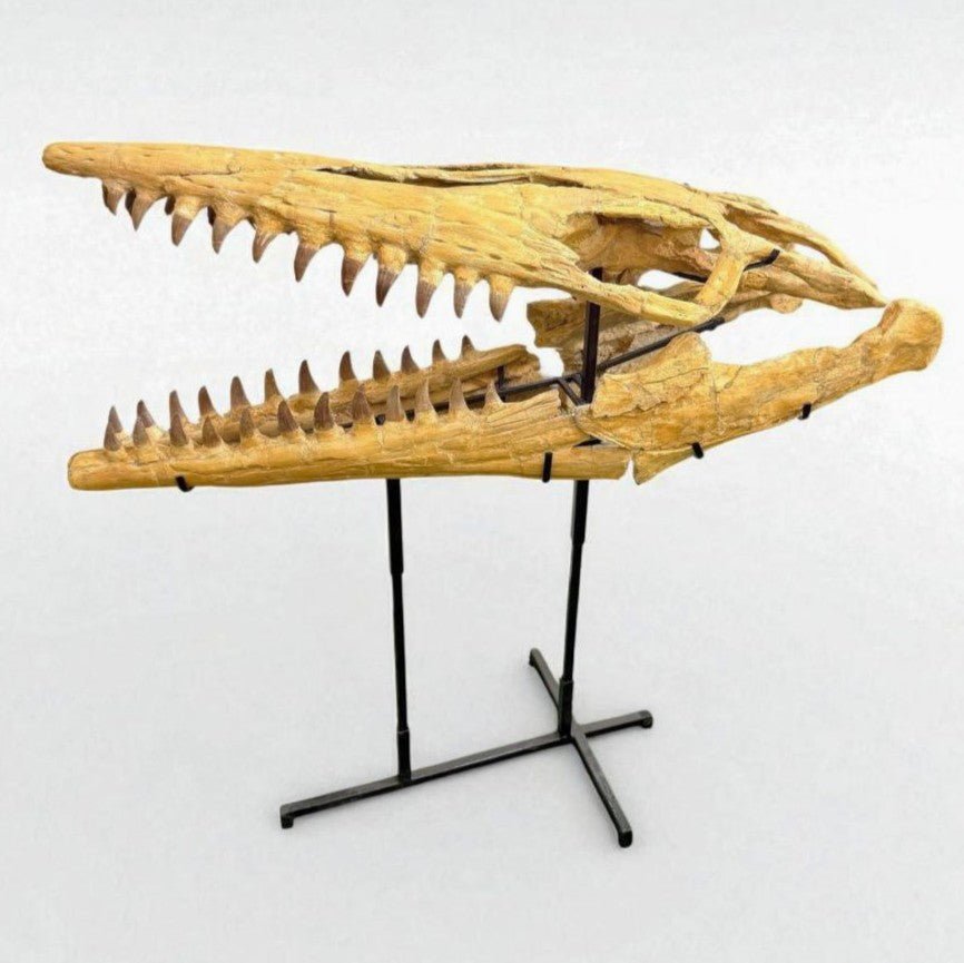 Hainosaurus boubker Skull Fossil, 47.2 in / 120 cm – AD-16802 - PaleoDeserts