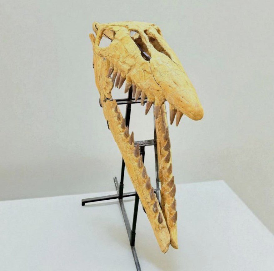 Hainosaurus boubker Skull Fossil, 47.2 in / 120 cm – AD-16802 - PaleoDeserts
