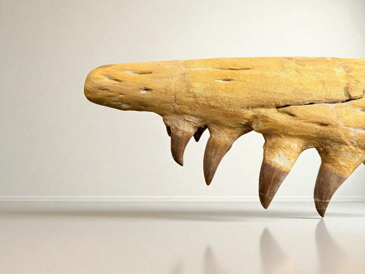 Hainosaurus boubker Skull Fossil, 47.2 in / 120 cm – AD-16802 - PaleoDeserts