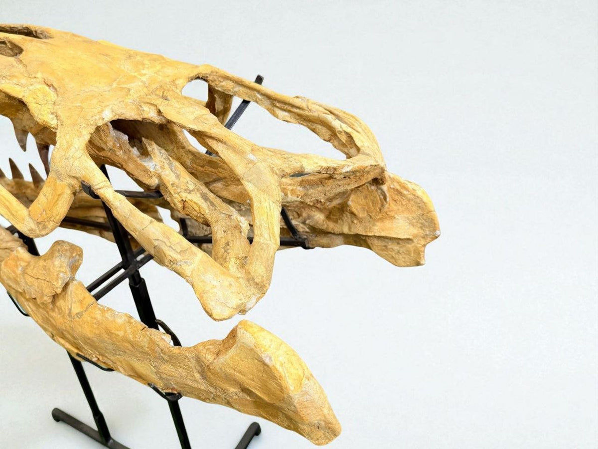 Hainosaurus boubker Skull Fossil, 47.2 in / 120 cm – AD-16802 - PaleoDeserts