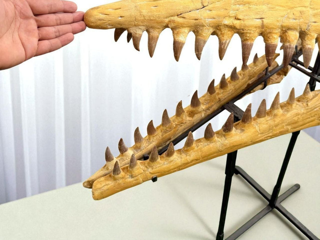 Hainosaurus boubker Skull Fossil, 47.2 in / 120 cm – AD-16802 - PaleoDeserts