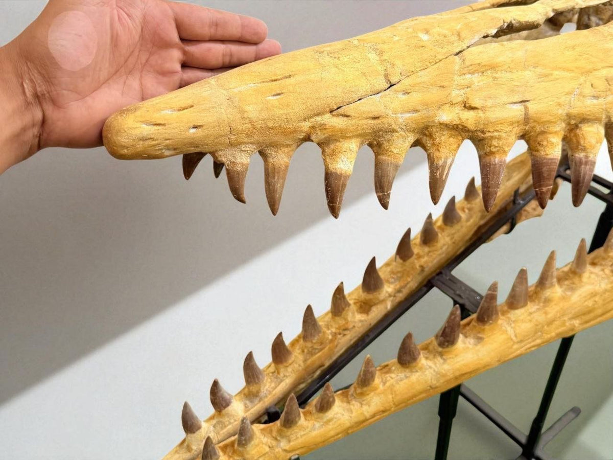 Hainosaurus boubker Skull Fossil, 47.2 in / 120 cm – AD-16802 - PaleoDeserts