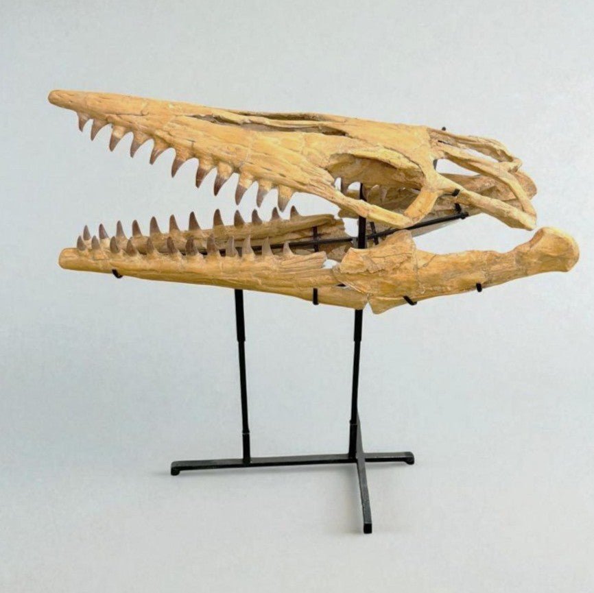 Hainosaurus boubker Skull Fossil, 47.2 in / 120 cm – AD-16802 - PaleoDeserts
