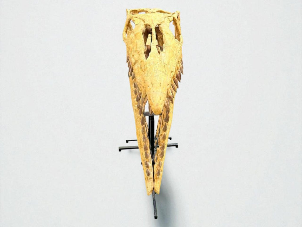 Hainosaurus boubker Skull Fossil, 47.2 in / 120 cm – AD-16802 - PaleoDeserts