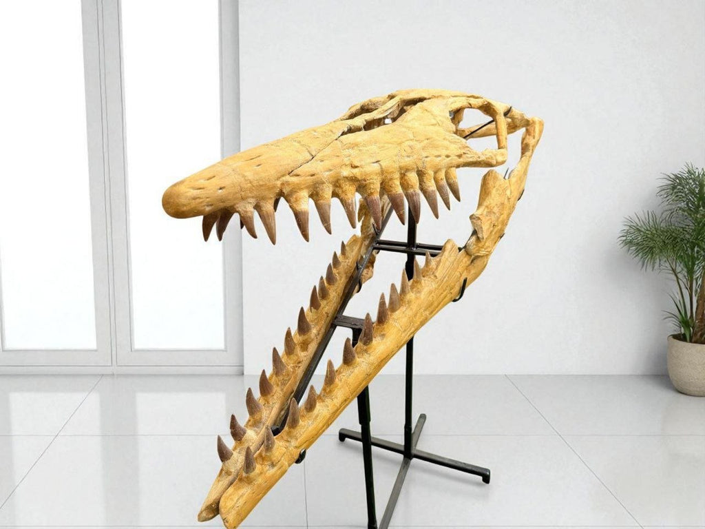 Hainosaurus boubker Skull Fossil, 47.2 in / 120 cm – AD-16802 - PaleoDeserts