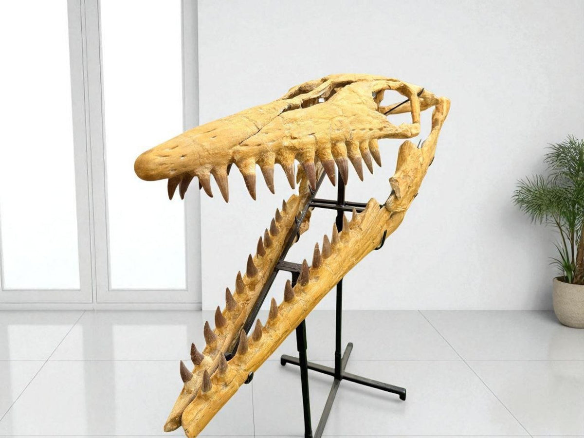Hainosaurus boubker Skull Fossil, 47.2 in / 120 cm – AD-16802 - PaleoDeserts