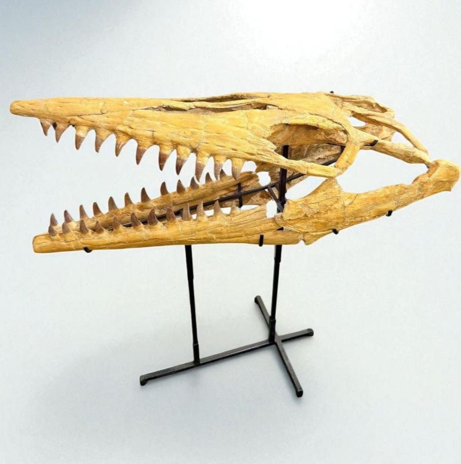 Hainosaurus boubker Skull Fossil, 47.2 in / 120 cm – AD-16802 - PaleoDeserts