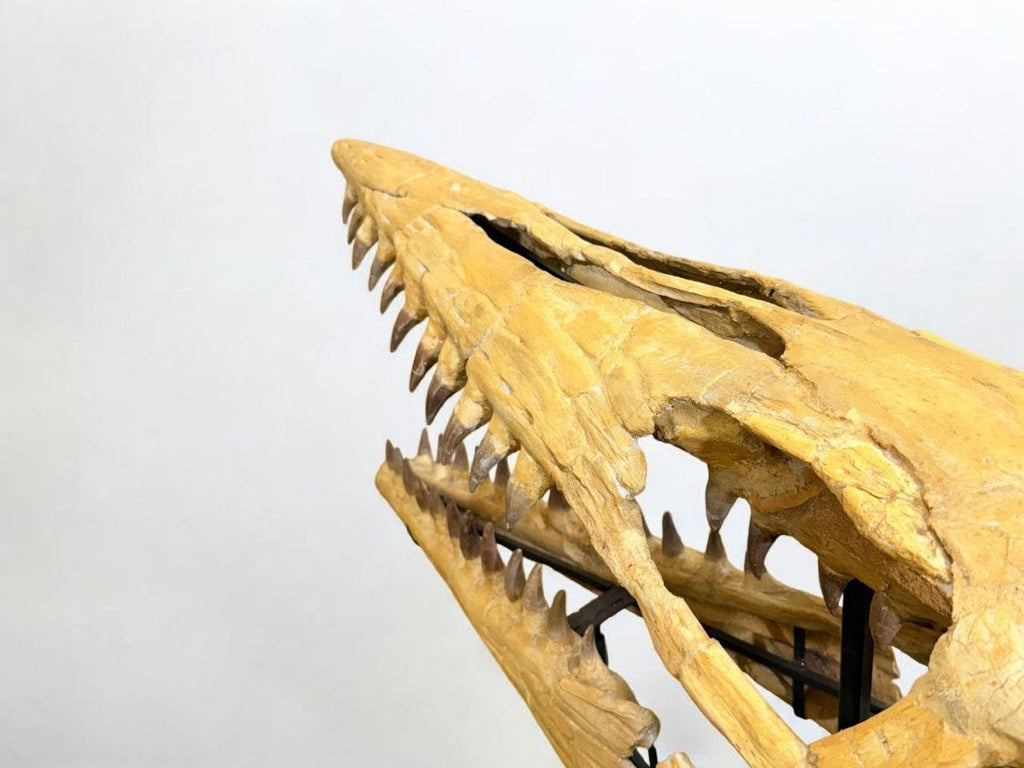 Hainosaurus boubker Skull Fossil, 47.2 in / 120 cm – AD-16802 - PaleoDeserts