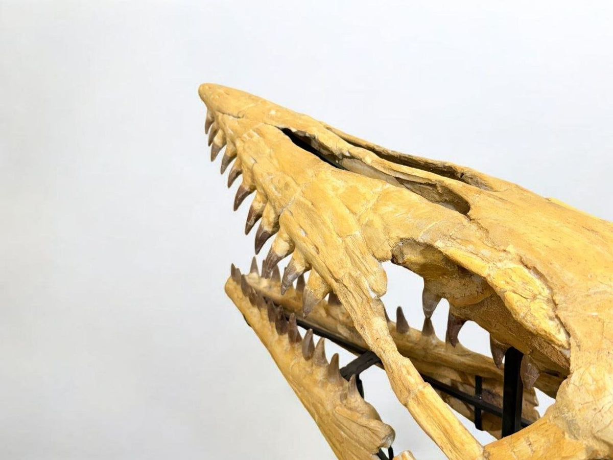 Hainosaurus boubker Skull Fossil, 47.2 in / 120 cm – AD-16802 - PaleoDeserts